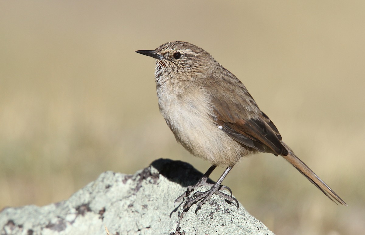 Streak-throated Canastero - Luke Seitz