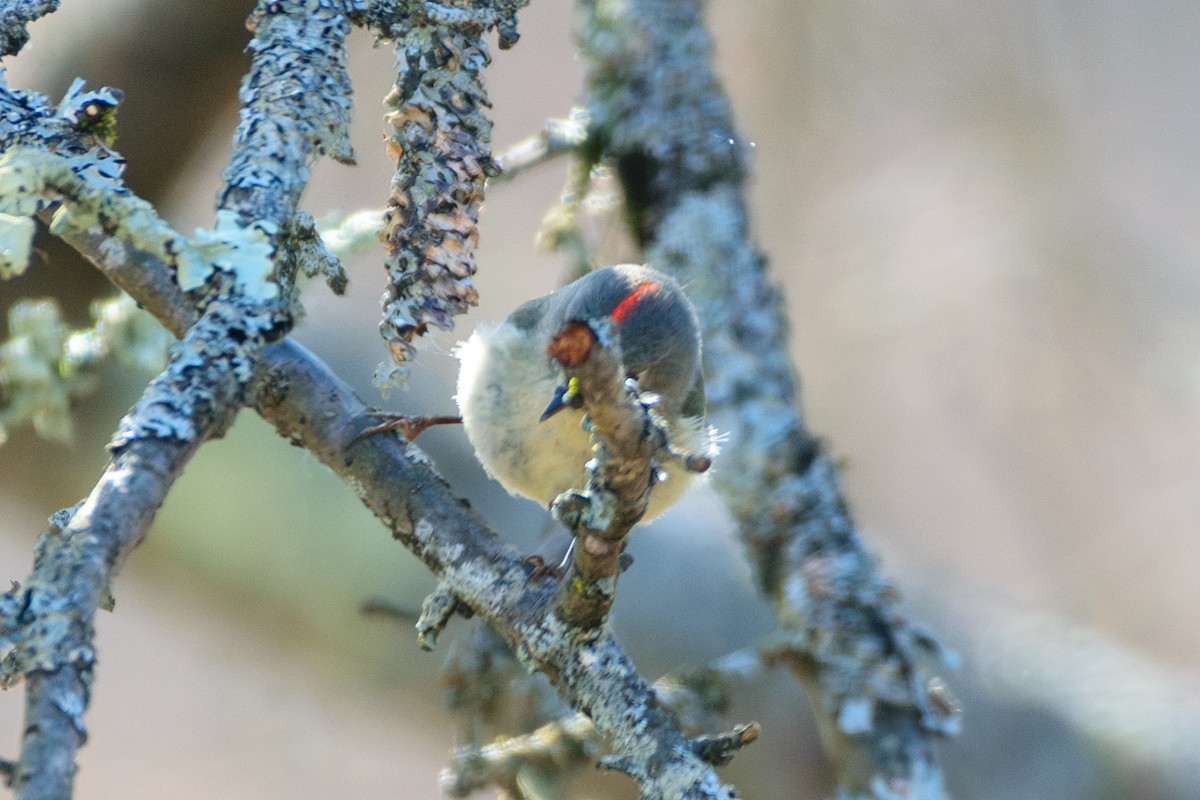 Ruby-crowned Kinglet - Andrew W.