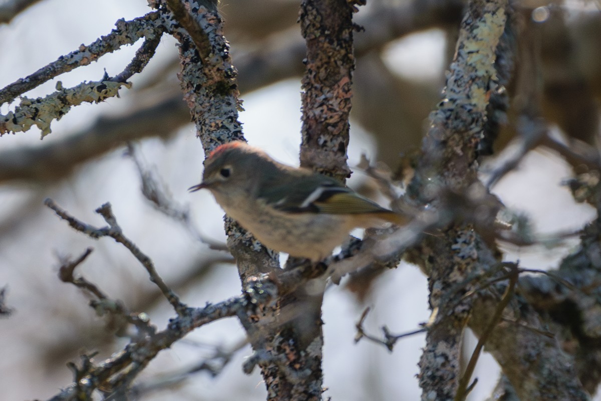 Ruby-crowned Kinglet - ML616723136