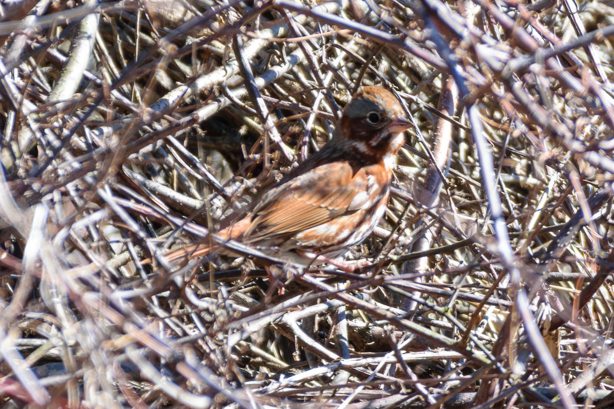 Fox Sparrow - ML616723150