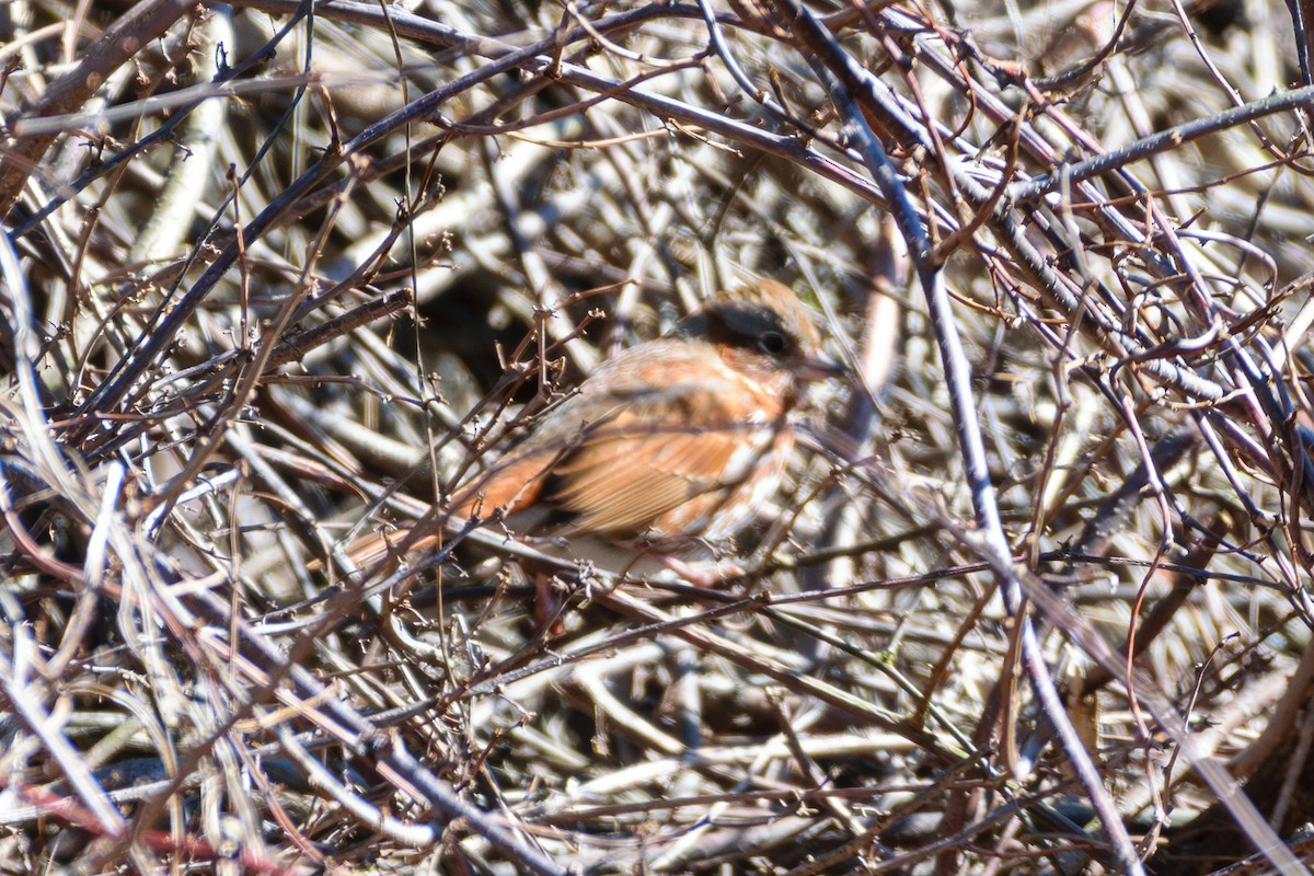 Fox Sparrow - ML616723152