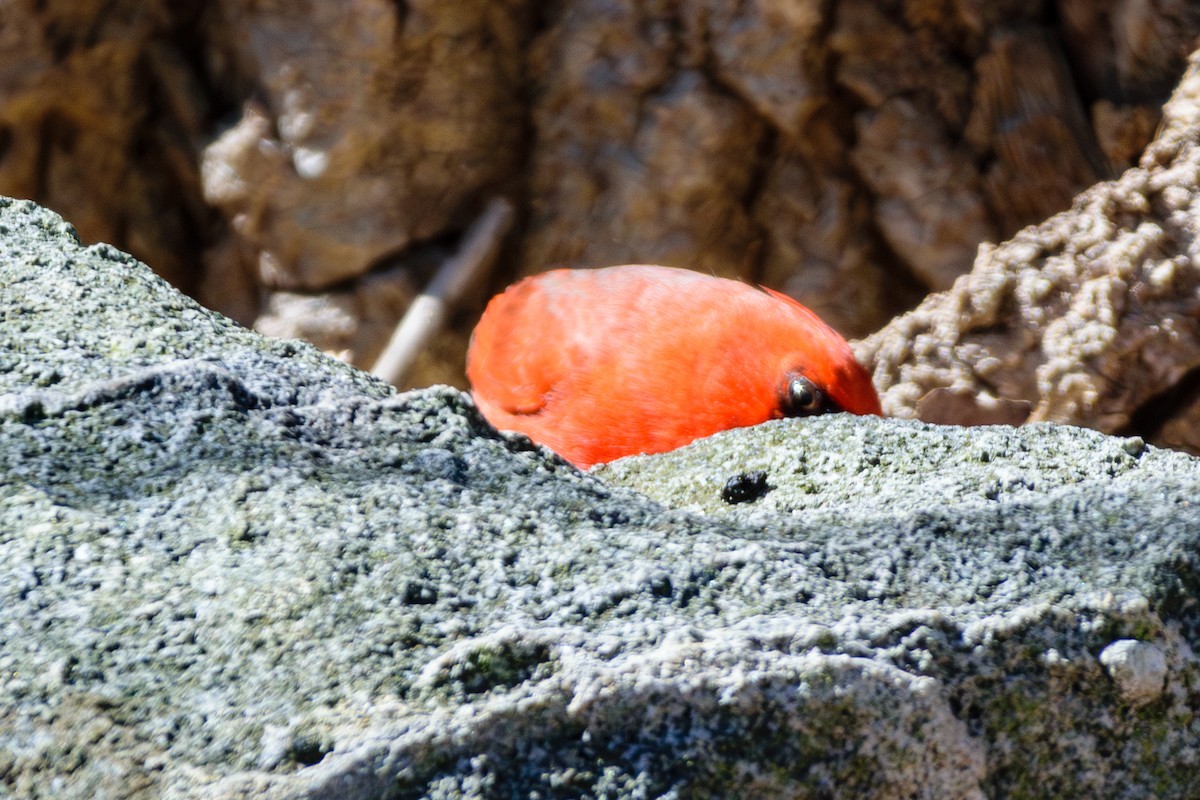 Northern Cardinal - Andrew W.