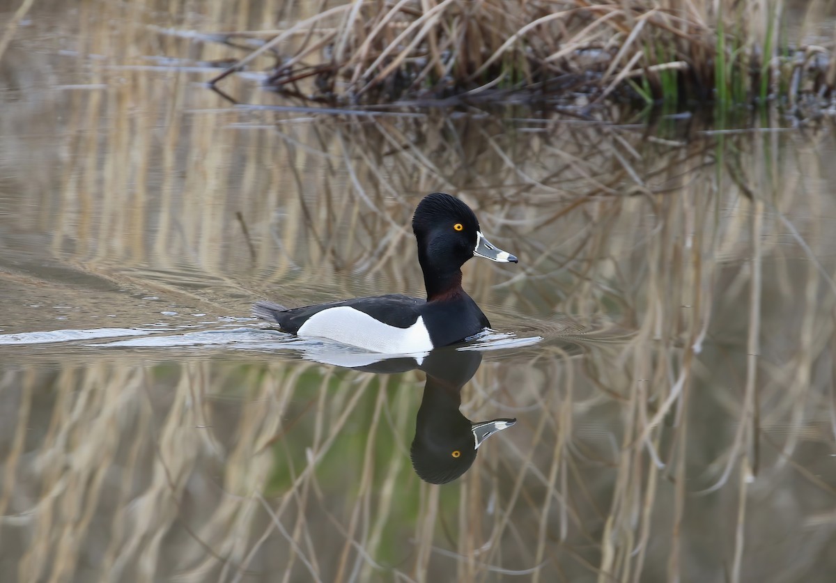 Ring-necked Duck - Evan Pannkuk