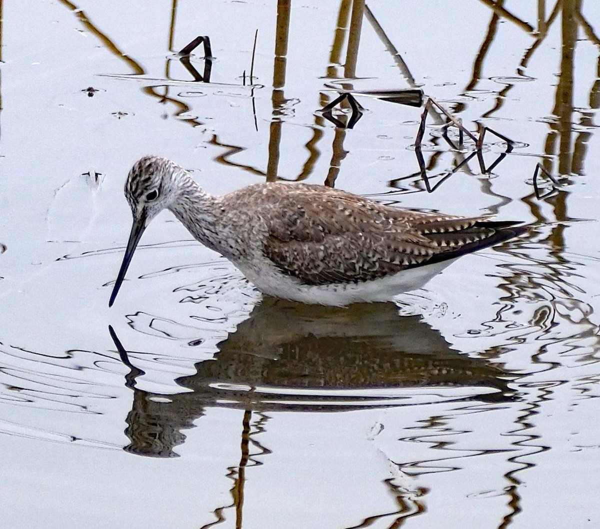 Greater Yellowlegs - ML616723208