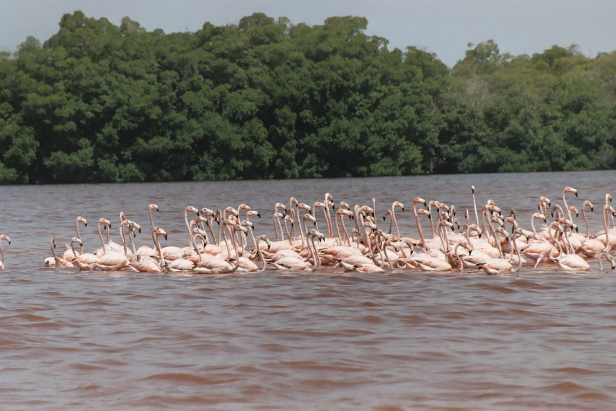 American Flamingo - ML616723215