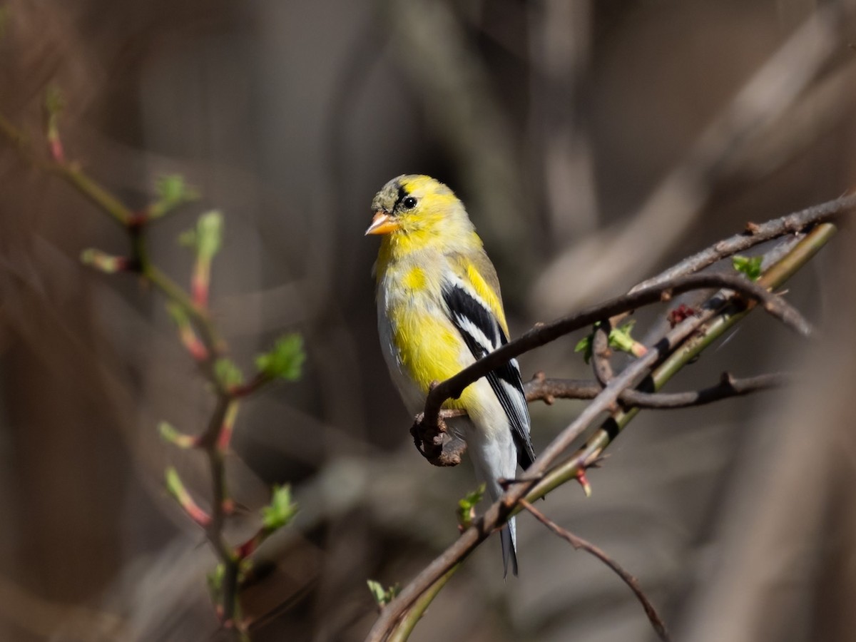 American Goldfinch - Christopher Unsworth