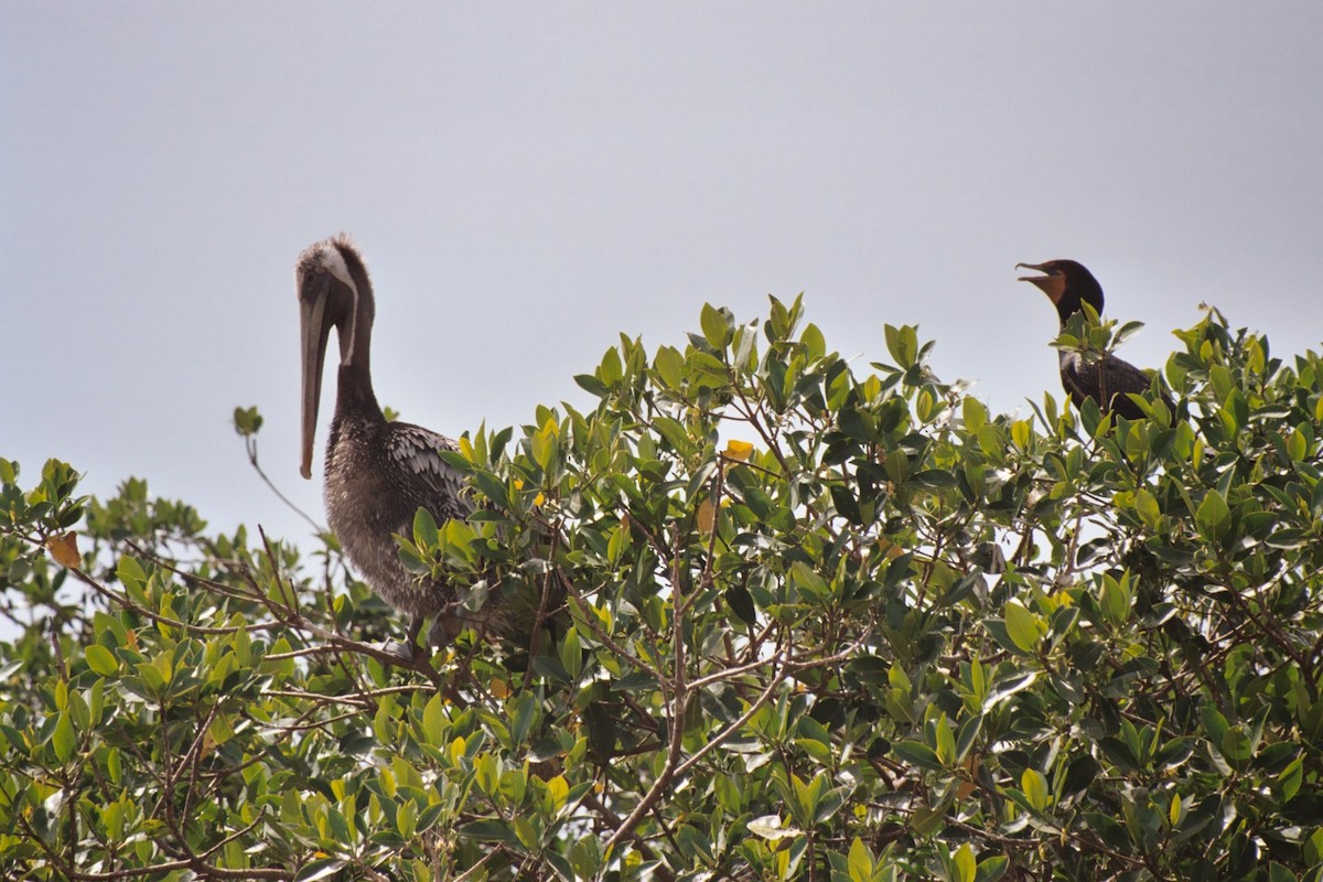 Double-crested Cormorant - ML616723219