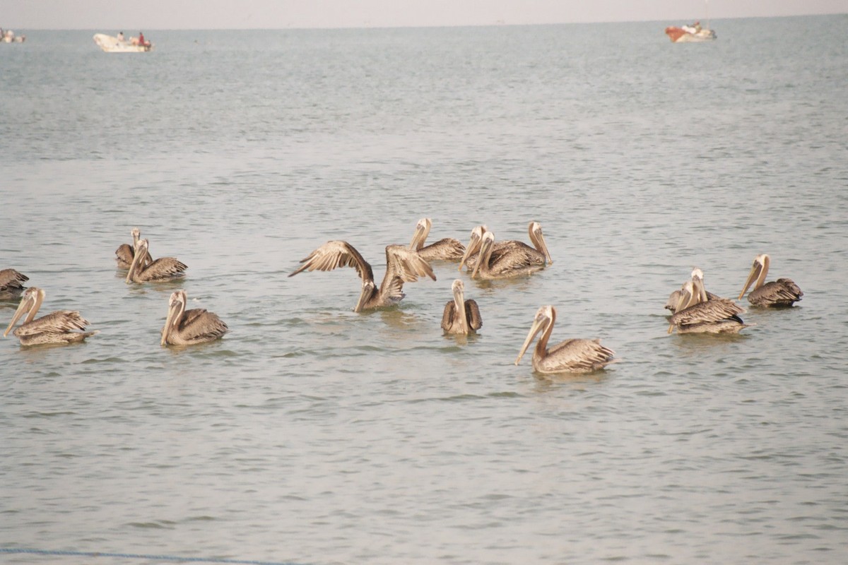 Brown Pelican - ML616723232