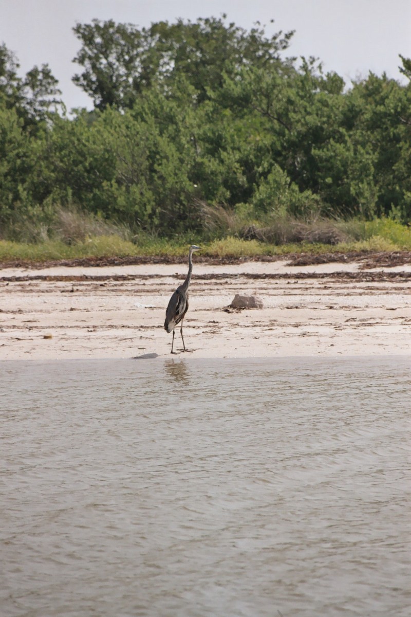 Great Blue Heron - ML616723241