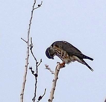 Boz Doğan - ML616723242