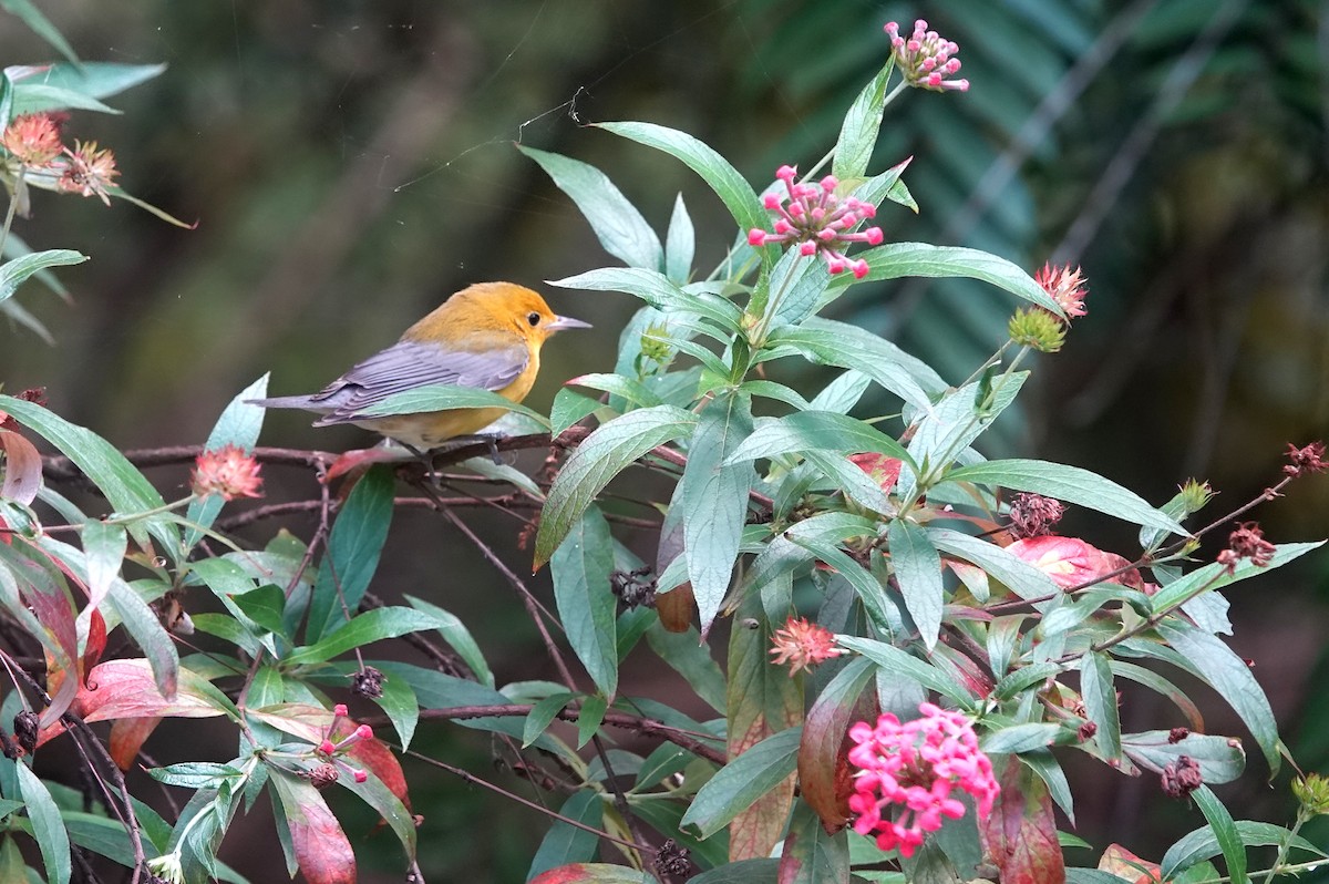 Prothonotary Warbler - Vicki Rogerson