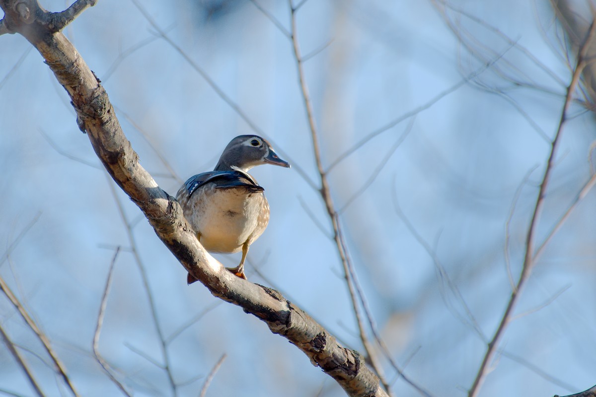 Wood Duck - ML616723272