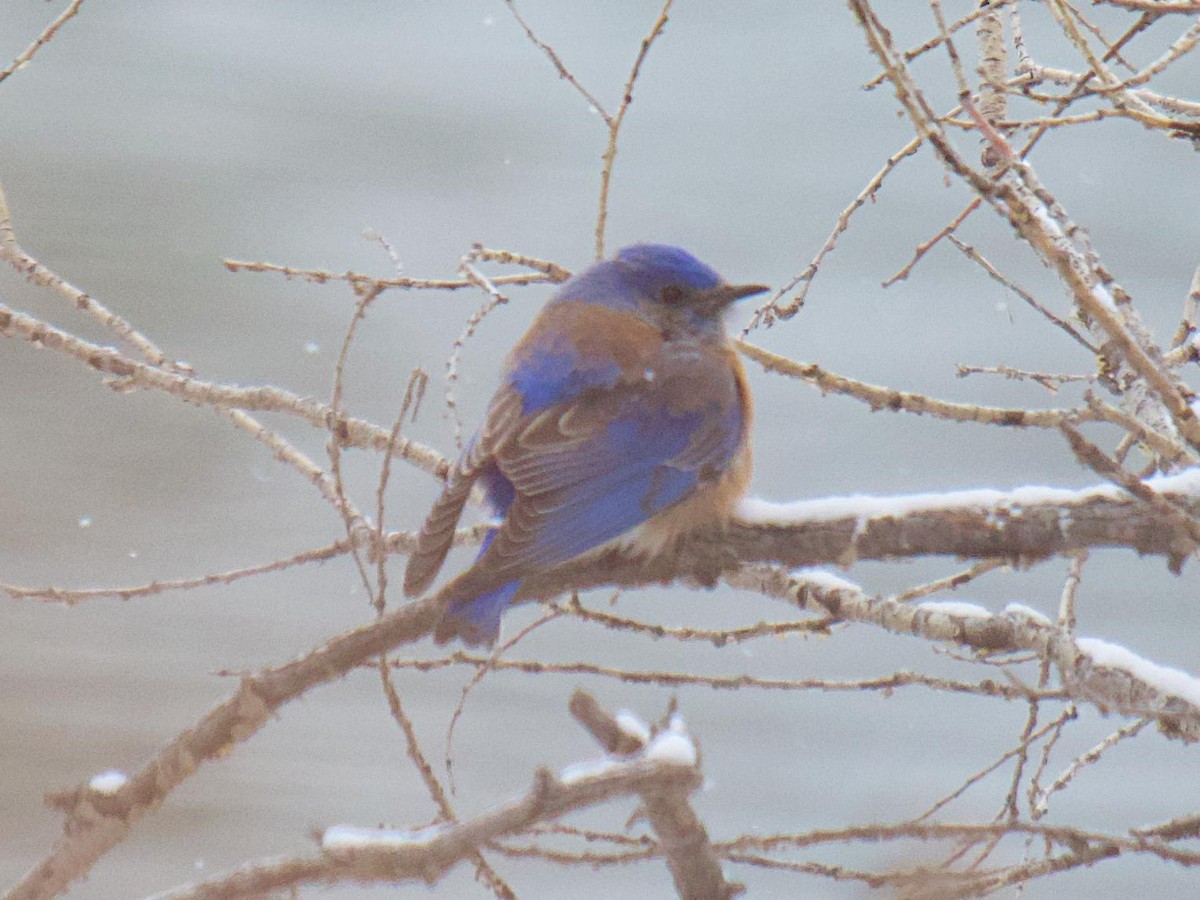 Western Bluebird - Rob Worona