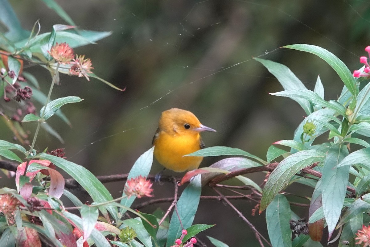 Prothonotary Warbler - Vicki Rogerson