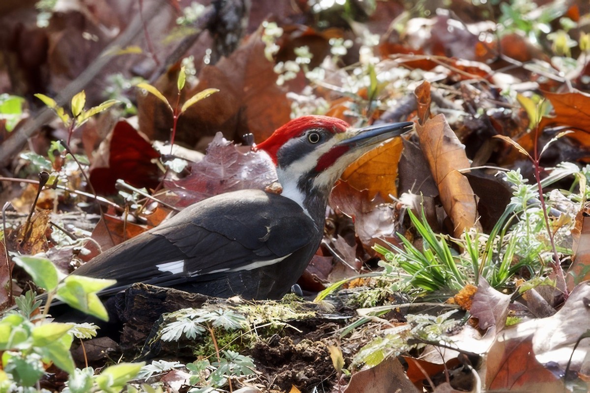 Pileated Woodpecker - ML616723316