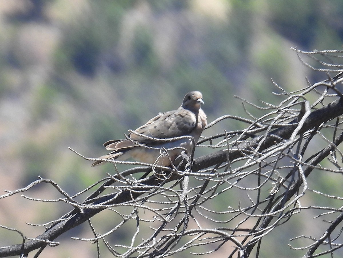 Eared Dove - bob butler