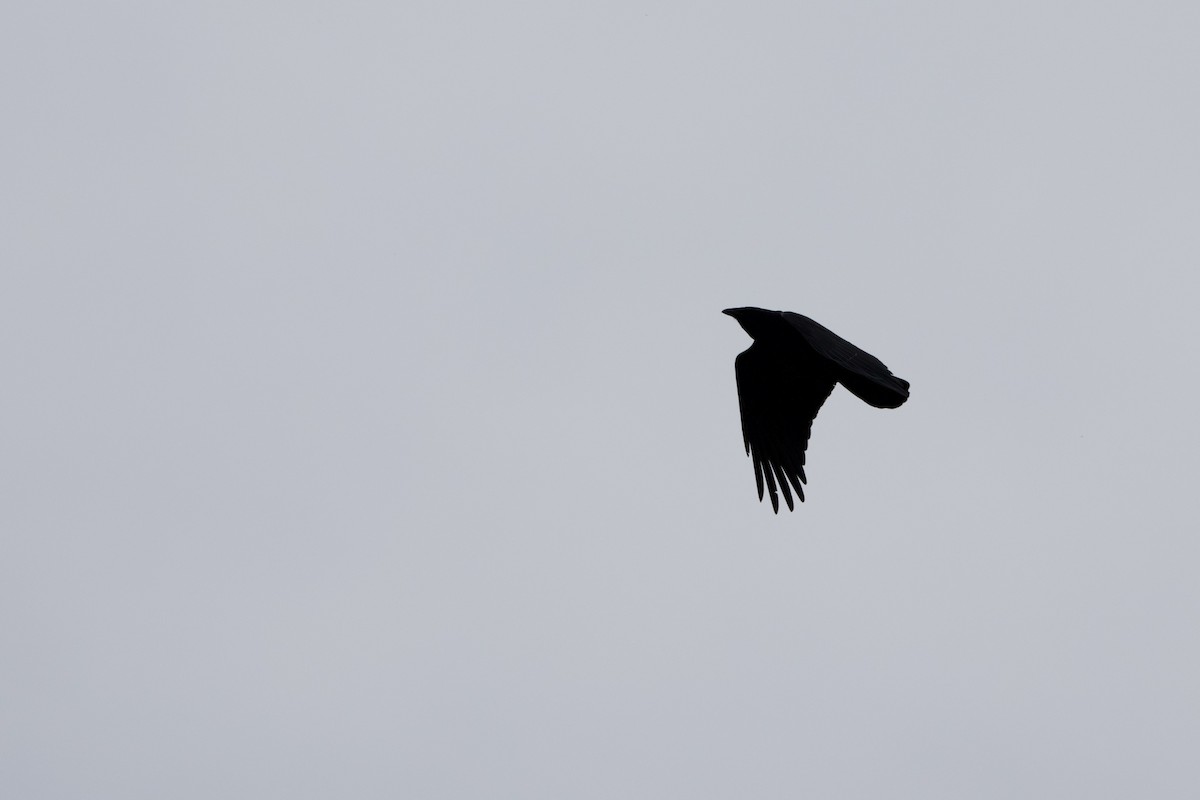 Fish Crow - ML616723335