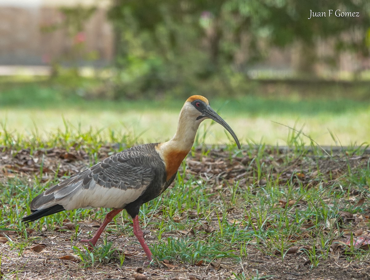 Buff-necked Ibis - ML616723386