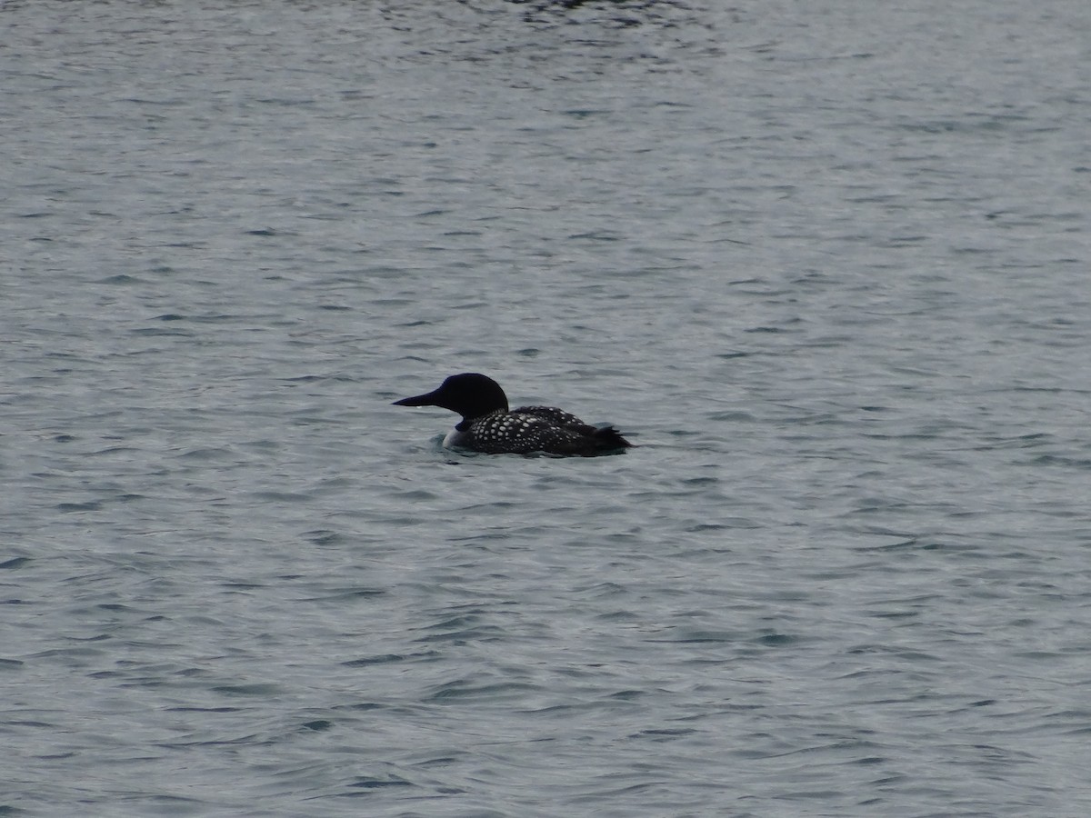 Common Loon - ML616723397