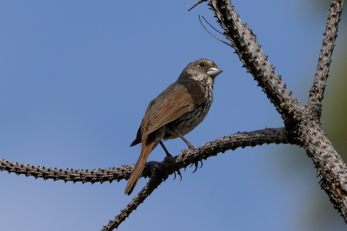 Fox Sparrow (Thick-billed) - Robert Raffel