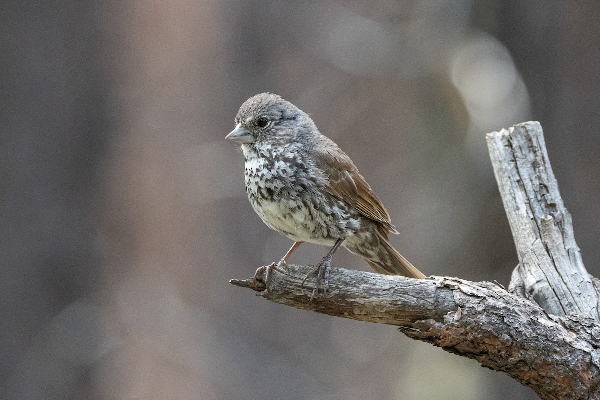 Fox Sparrow (Thick-billed) - Robert Raffel