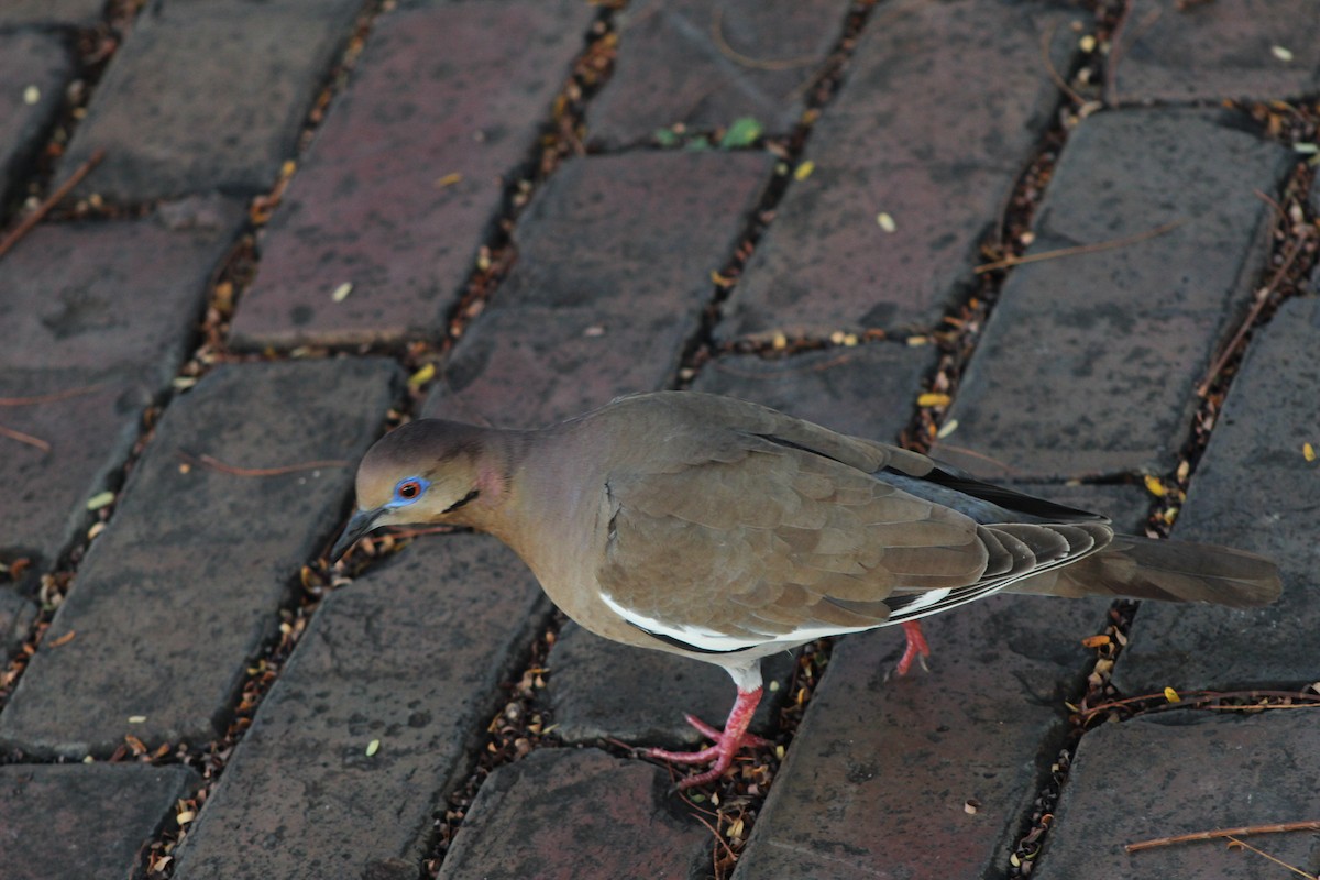 White-winged Dove - ML616723441