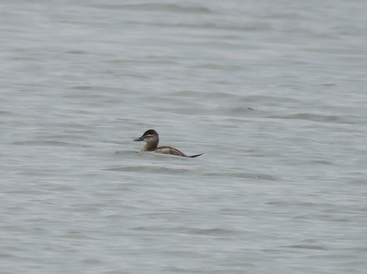 Ruddy Duck - ML616723499