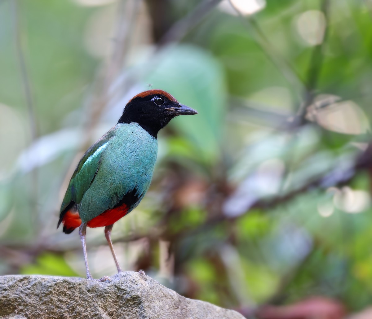 Nicobar Hooded Pitta - Harish Thangaraj