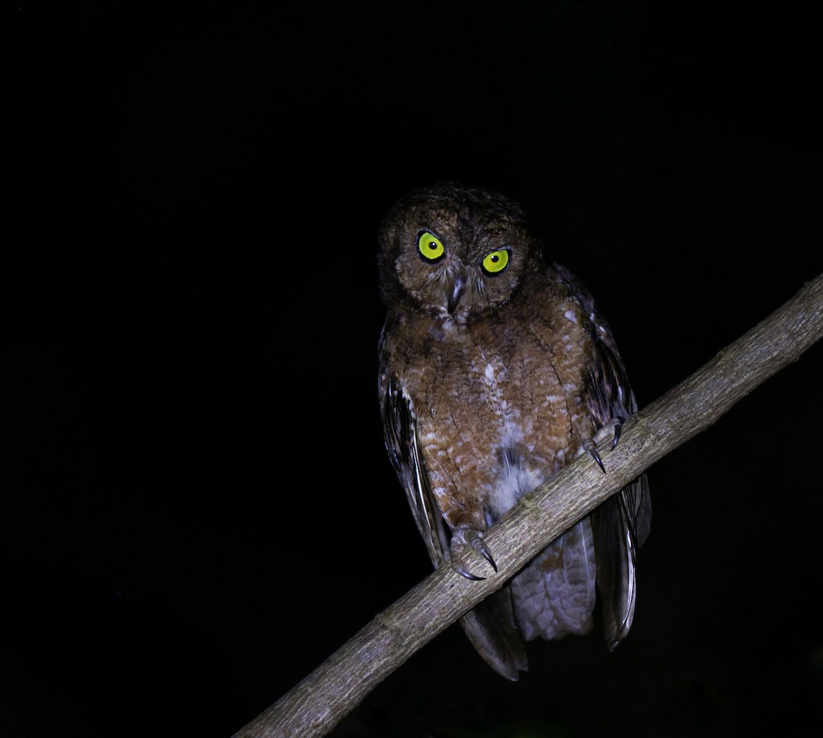 Nicobar Scops-Owl - ML616723566