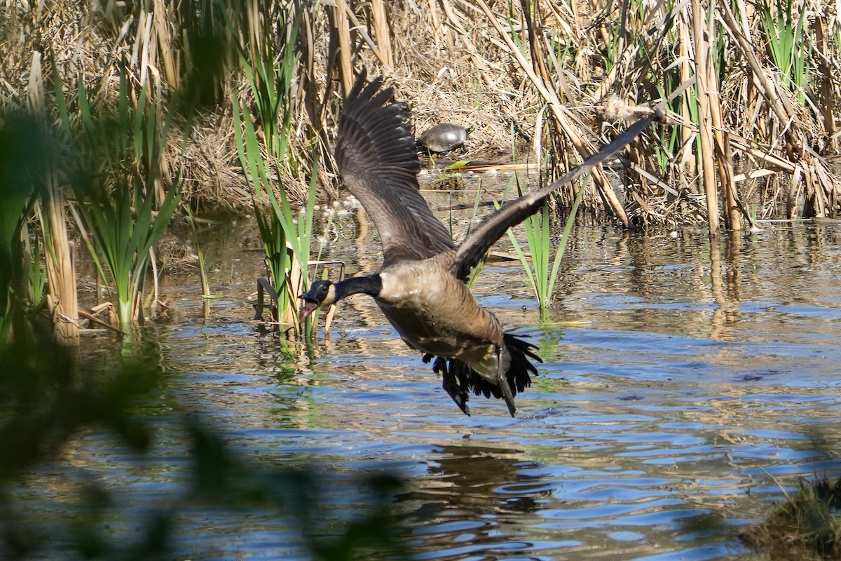 カナダガン - ML616723577