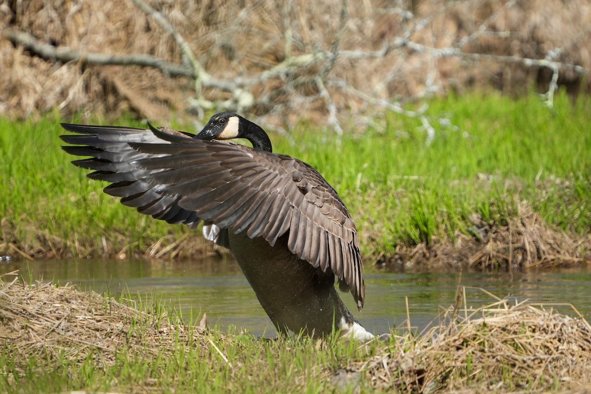 カナダガン - ML616723582