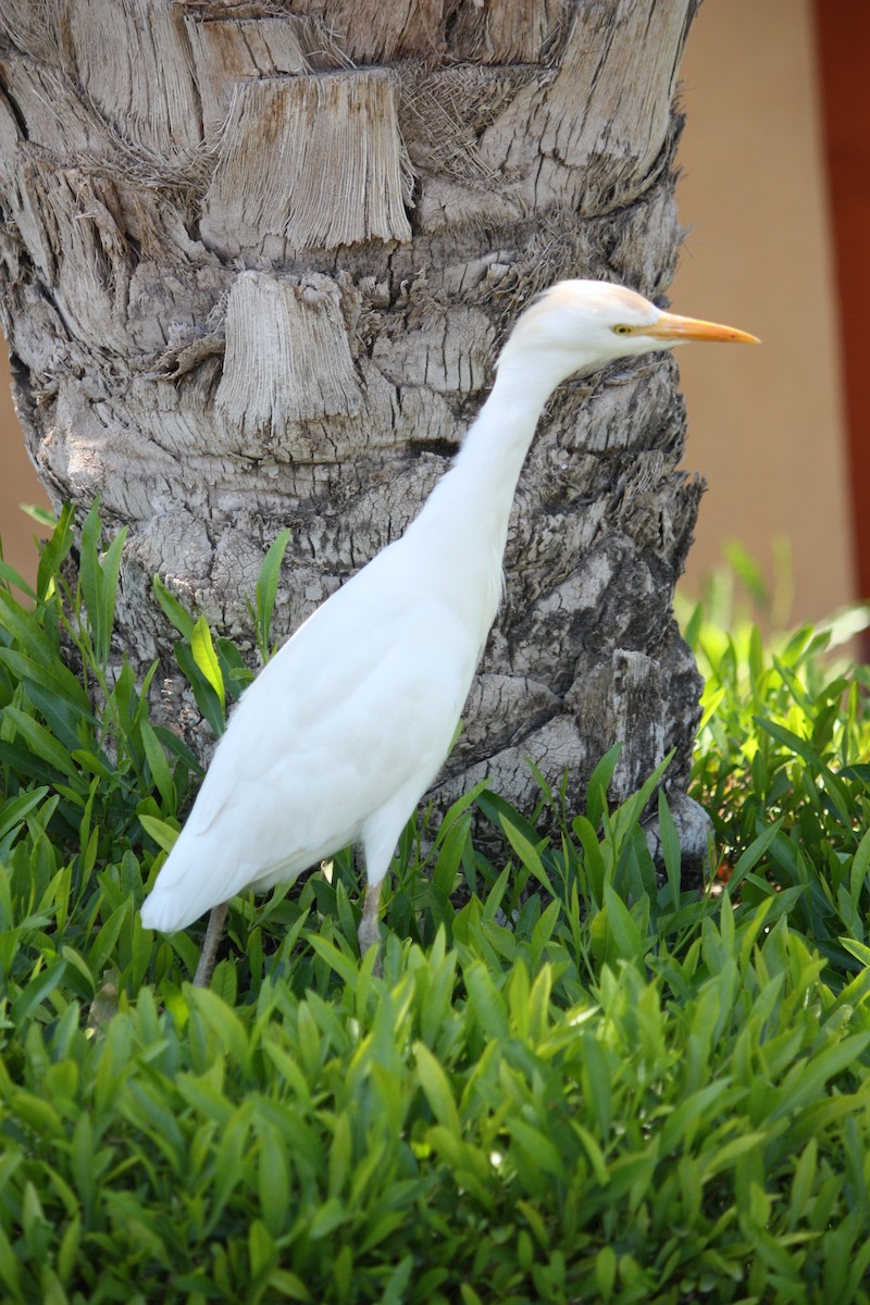 Western Cattle Egret - ML616723583