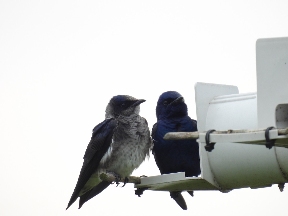 Purple Martin - Cynthia Nickerson