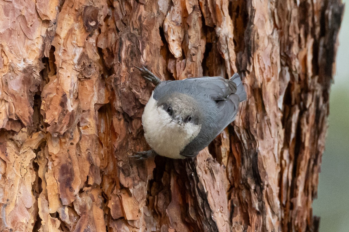 Pygmy Nuthatch - ML616723615