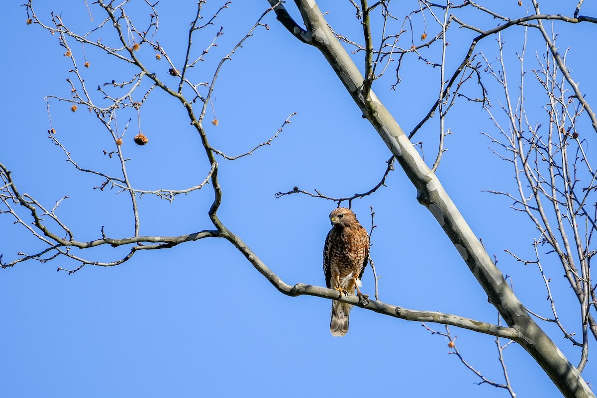 Red-shouldered Hawk - ML616723623