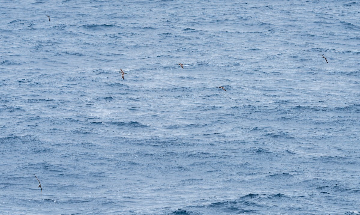 Buller's Shearwater - Stephen Menzie