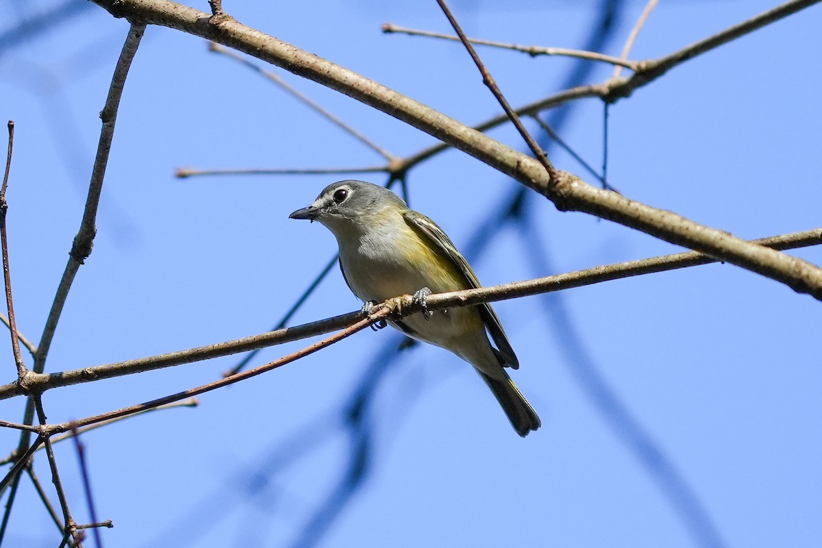 Graukopfvireo - ML616723669