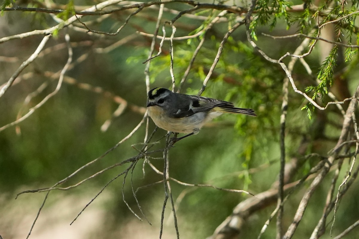 Golden-crowned Kinglet - ML616723680