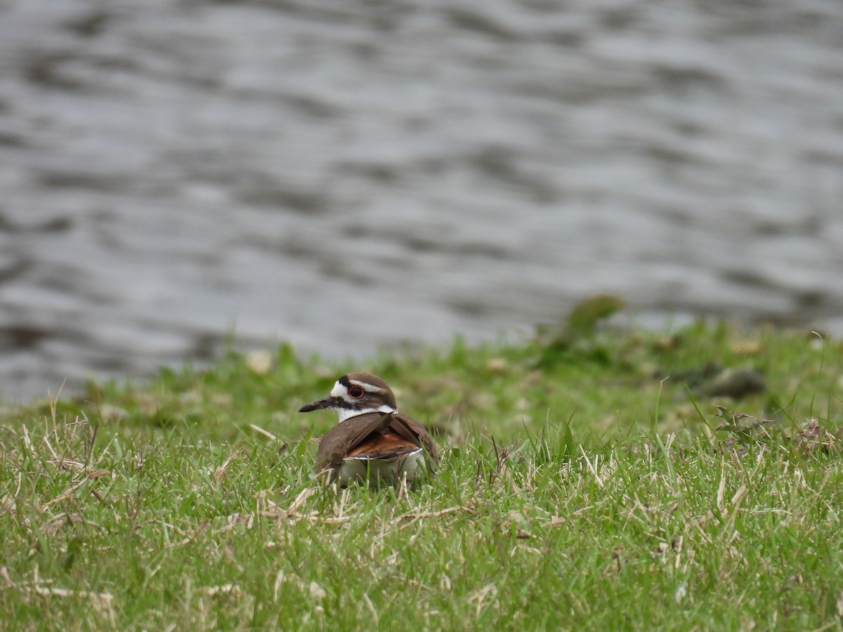 Killdeer - Cynthia Nickerson