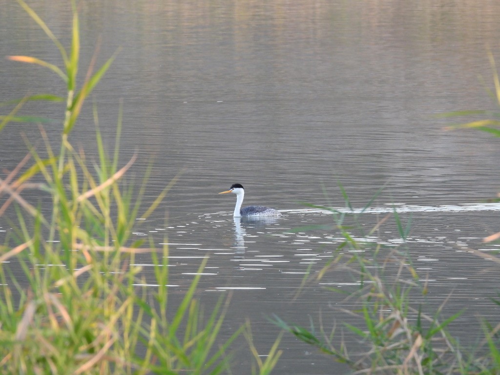 Clark's Grebe - Beth Bruckheimer