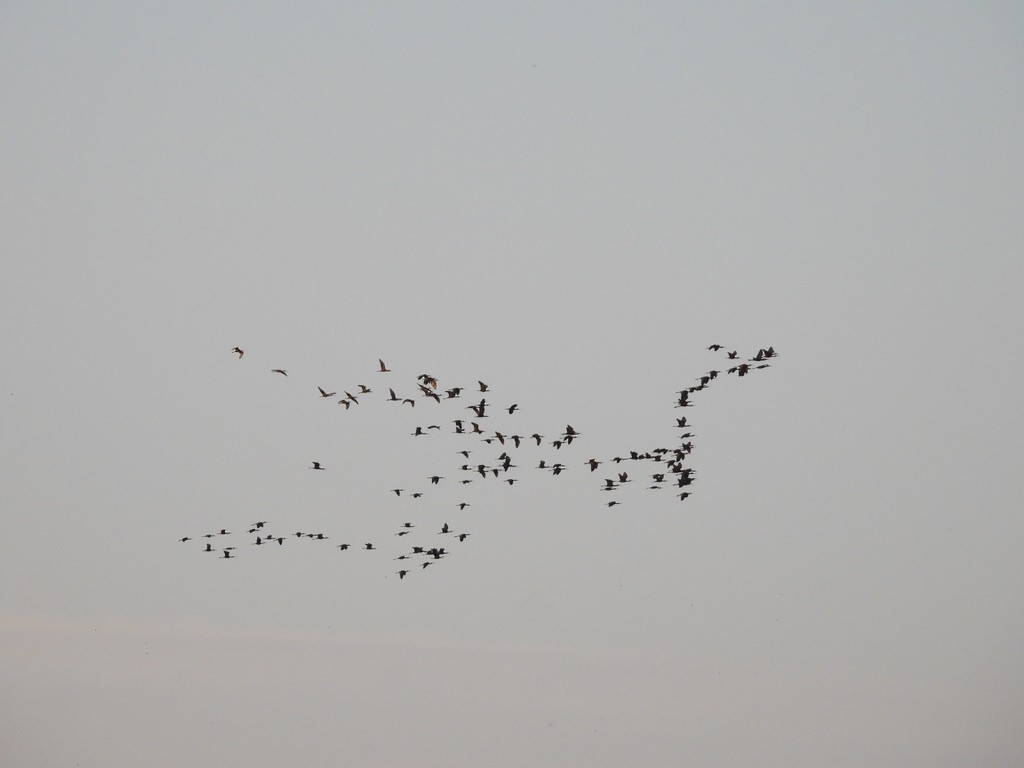 White-faced Ibis - ML616723724