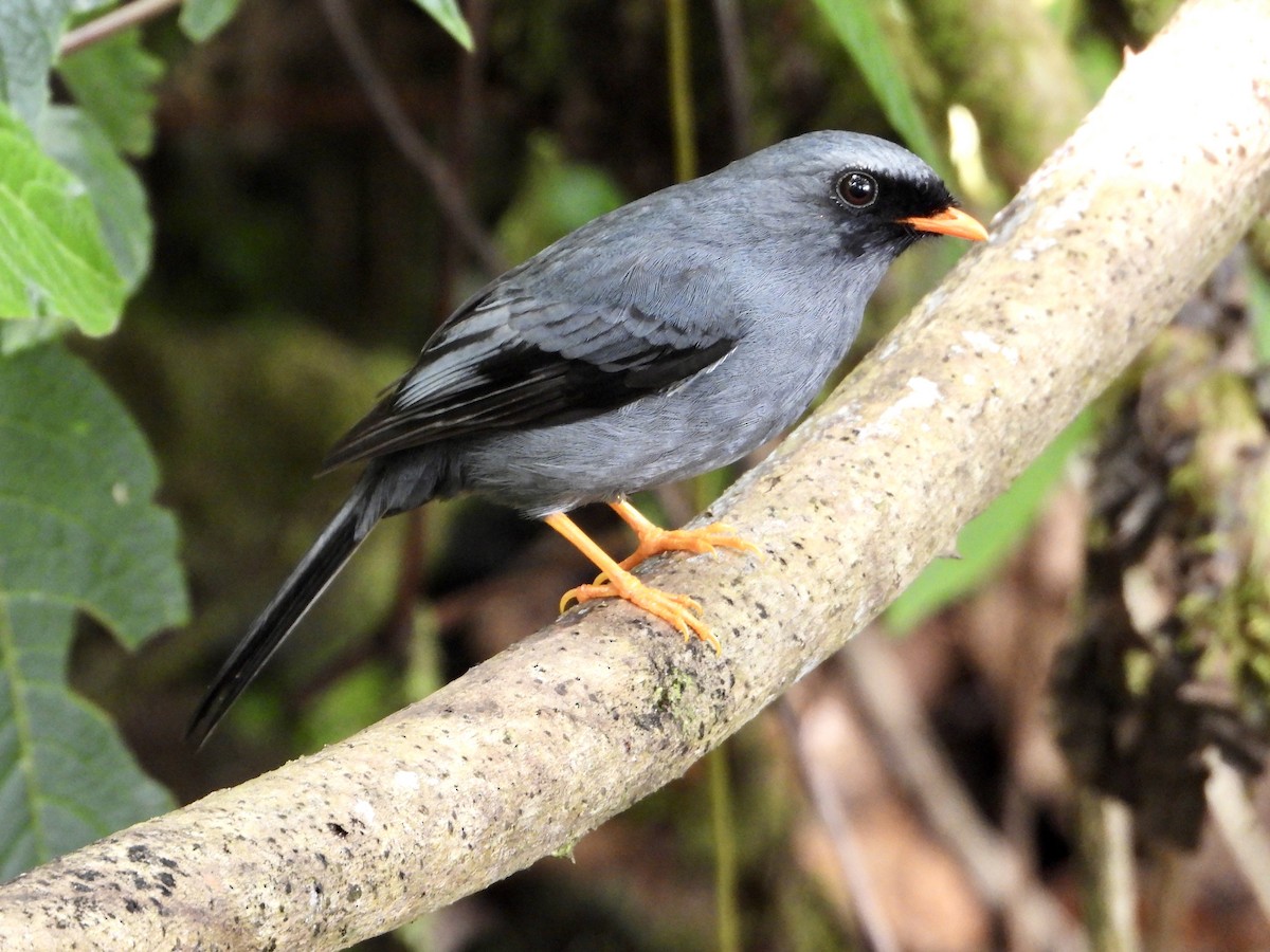 Black-faced Solitaire - ML616723756