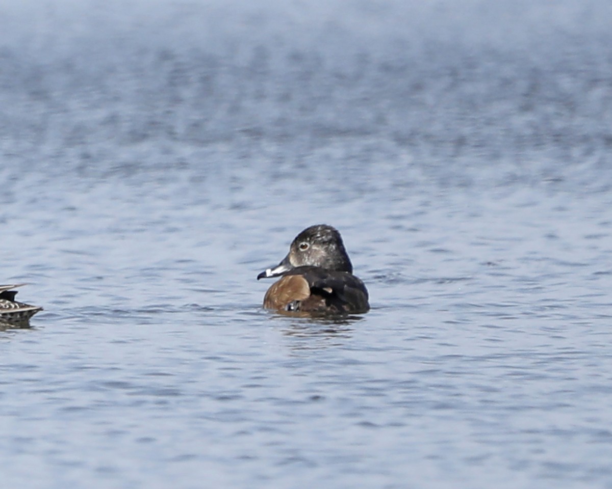 Ring-necked Duck - ML616723757