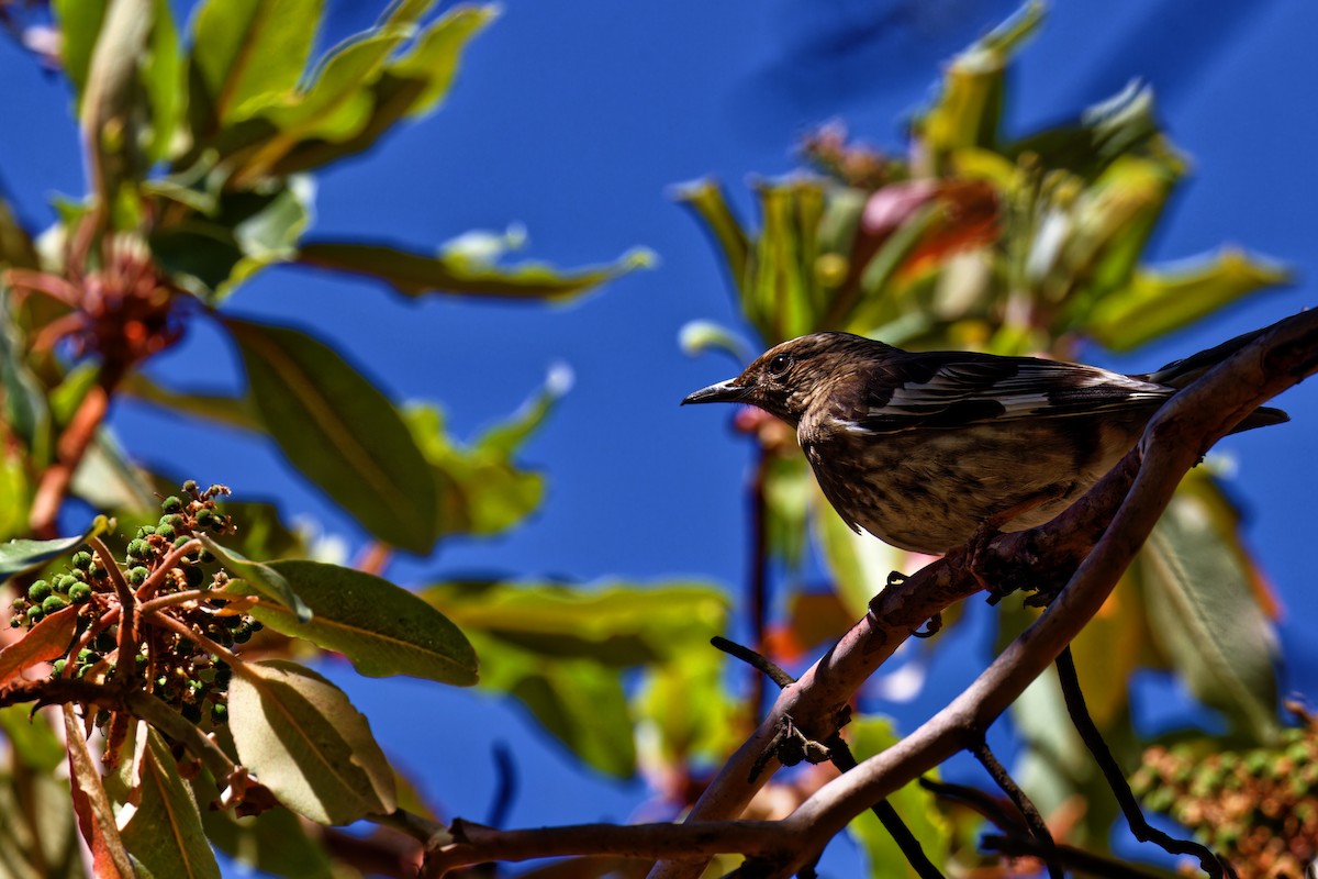 Aztec Thrush - ML616723758