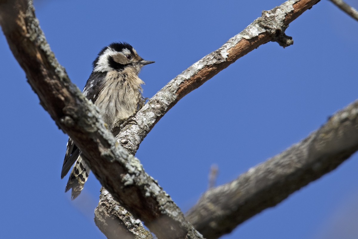 Lesser Spotted Woodpecker - Joan Cabellos