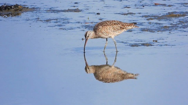 Regenbrachvogel - ML616723776