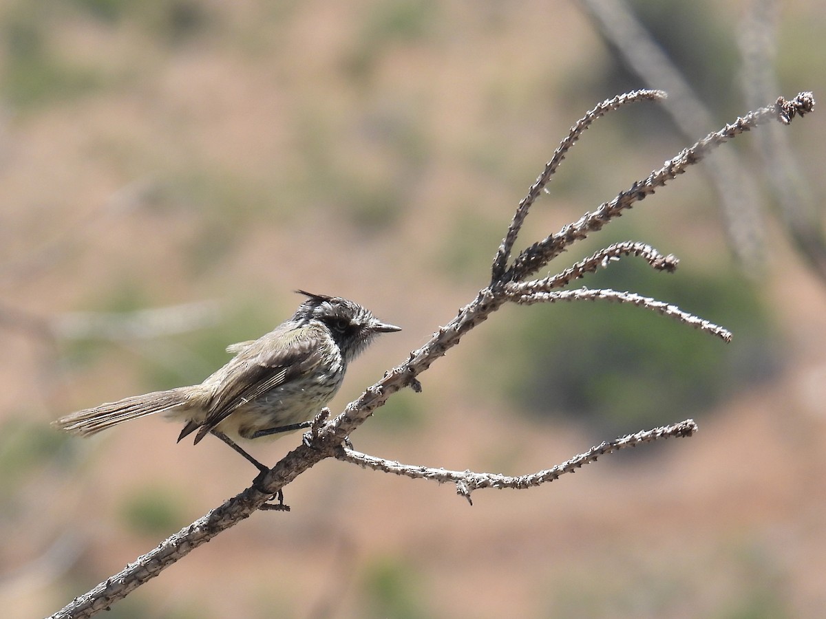 Tufted Tit-Tyrant - bob butler