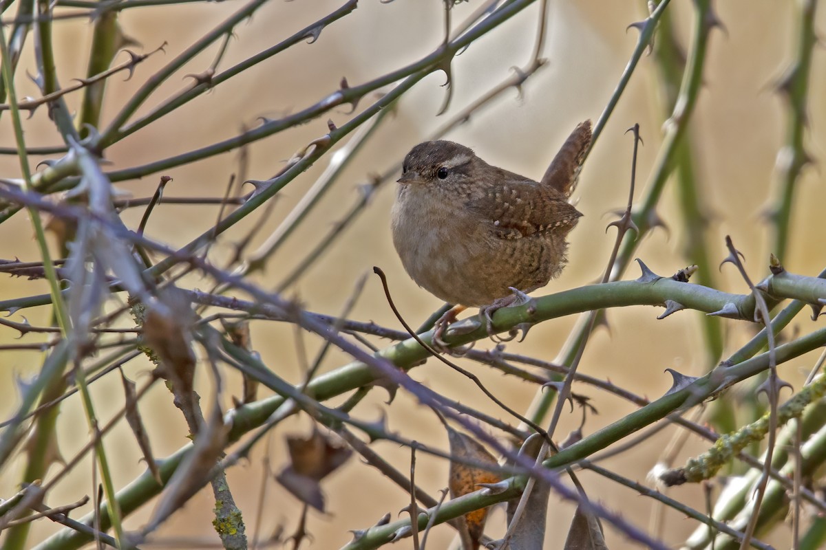Eurasian Wren - ML616723781