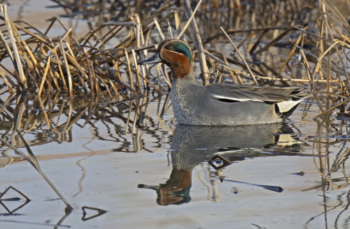 Green-winged Teal - Joan Cabellos