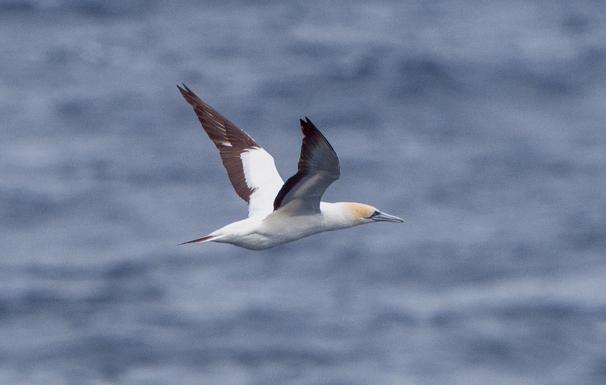 Australasian Gannet - Stephen Menzie